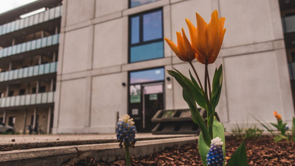Tulpe