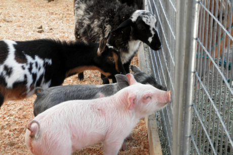 Farmtiere an einem Metall-Zaun