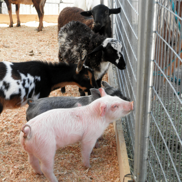 Farmtiere an einem Metall-Zaun