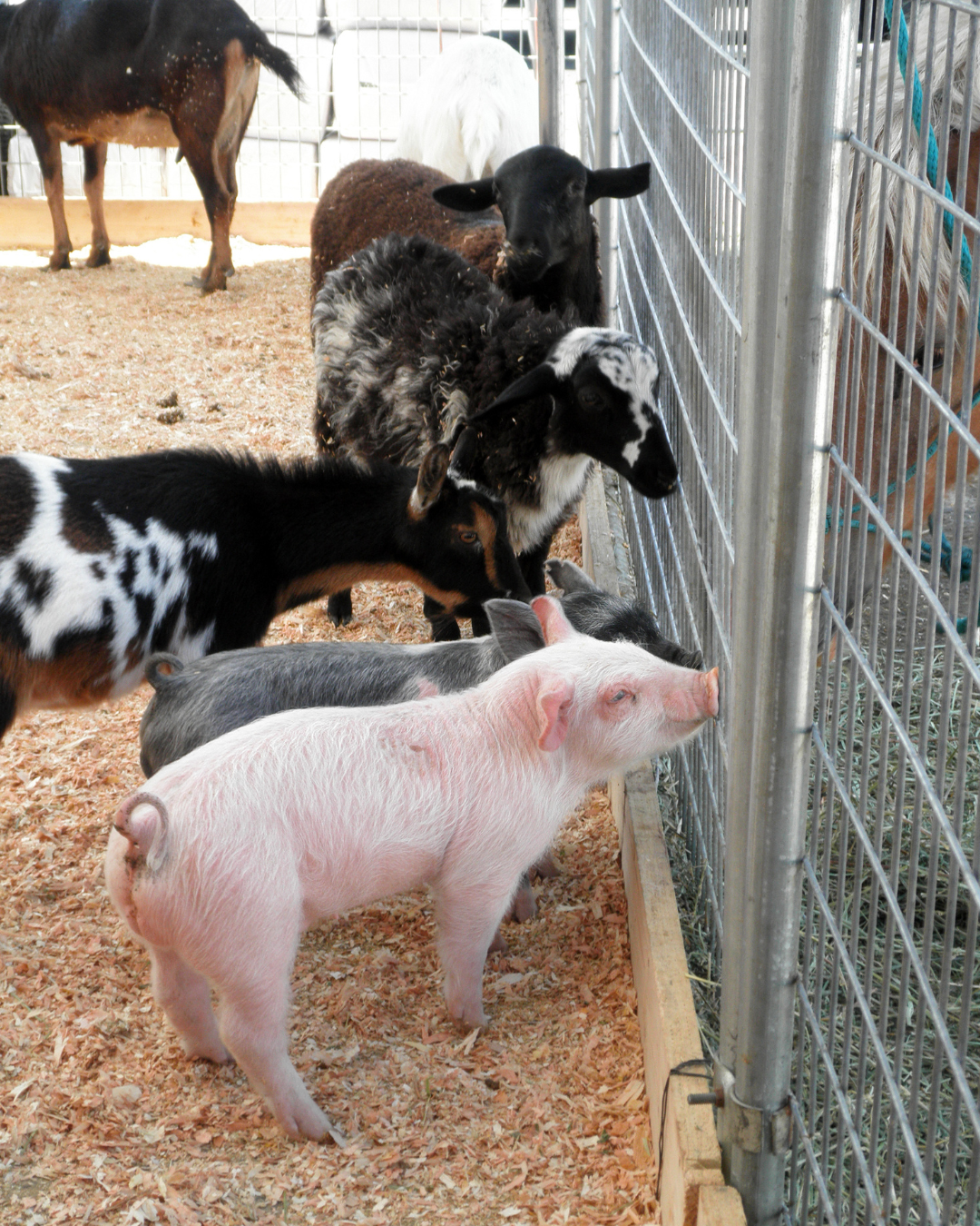 Farmtiere an einem Metall-Zaun