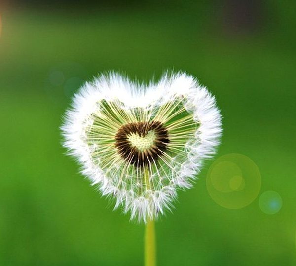 Eine Pusteblume in Herzform