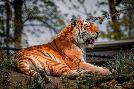 Ein liegender Tiger im Dschungel