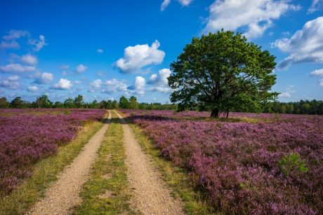 Lüneburger Heide - Heidschnuckenweg