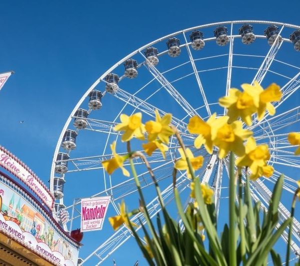 Narzissen mit einem Riesenrad im Hintergrund