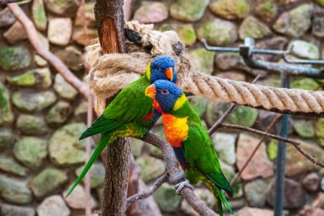 Zwei grüne Papageien mit Gelb-Schattierung und bluen Kopf