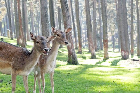 Zwei Rehe im Wald