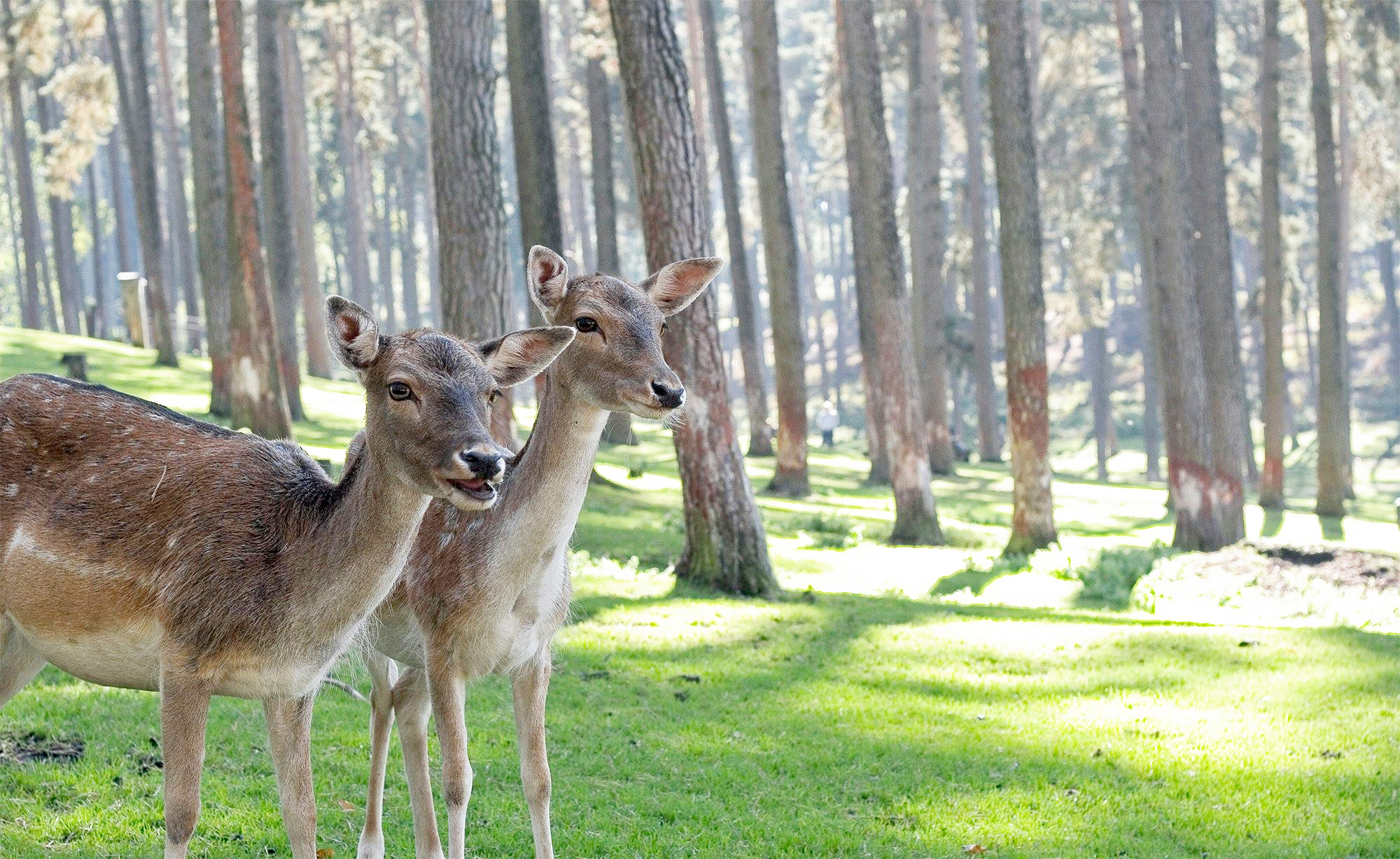 andreas-XN_CrZWxGDM-unsplash Kopie Zwei Rehe im Wald
