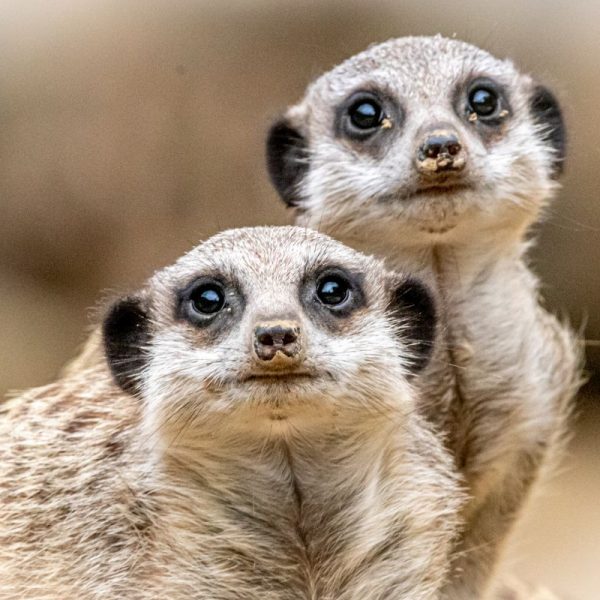 Tagesfahrt in den Erlebnis-Zoo Hannover