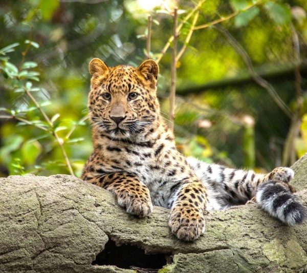 Hagenbecks Tierpark in Hamburg